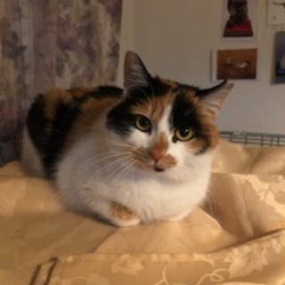 撫で撫で大好き「ミコ」ちゃん