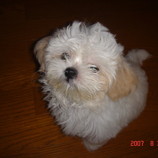 至急！僕と家族になってください。