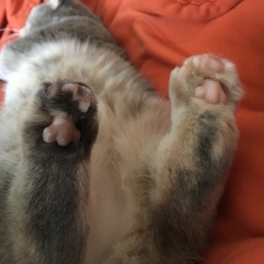 後ろ足の奇形の写真。爪切りもここだけ痛がるので、神経を使い慎重にしなければなりません。