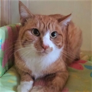 6/10銀座★歩夢くん★茶系長男