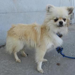 ぼく、チワワのちーくん