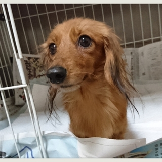 ☆さつき☆里親さま決定☆