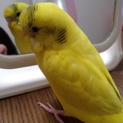 生後6カ月手乗りセキセイインコ（無事決まりました）