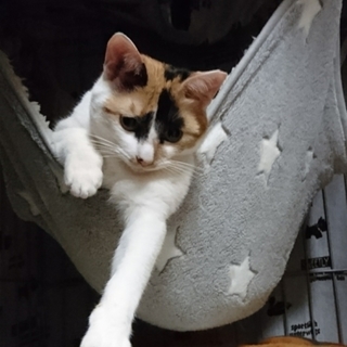 レモンです4/22 カゾック譲渡会に参加します！