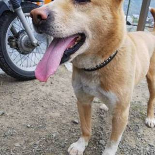 穏やかな犬です。犬好きな優しい家族希望‼︎