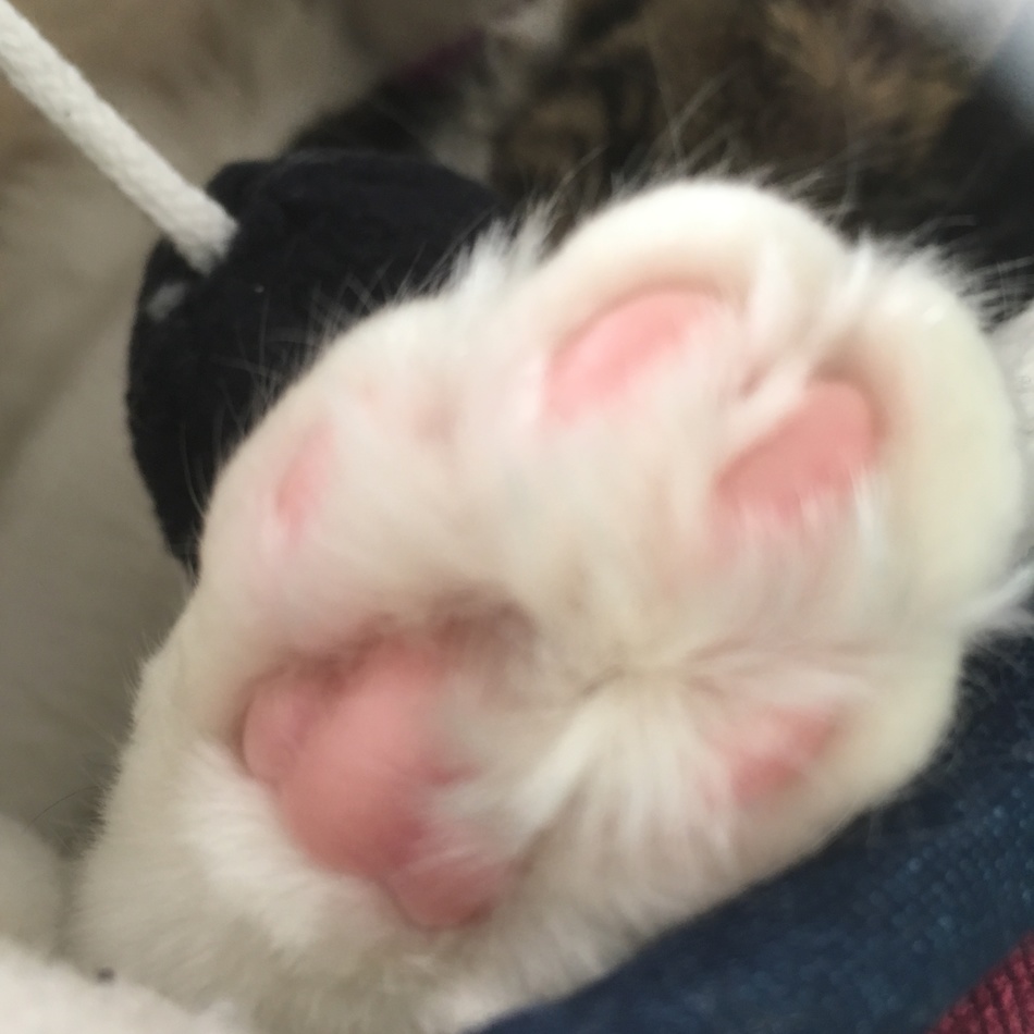 カイトのカバー写真