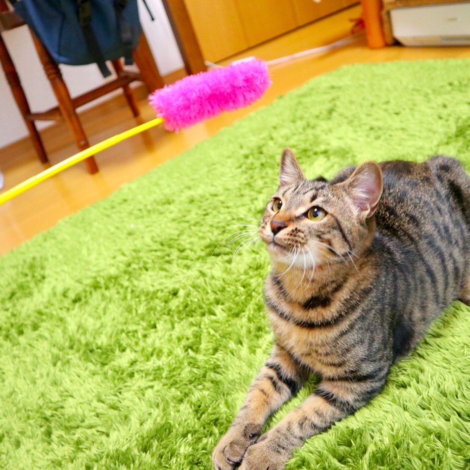 ぶんのカバー写真