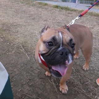ブルドッグ里親募集