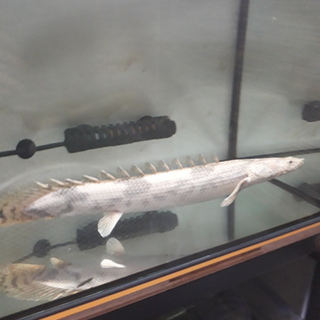 里親募集　ポリプ　エンドリケリー