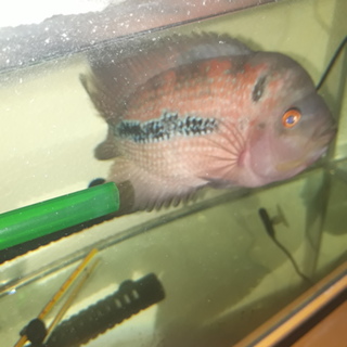 里親募集　フラワーホーン