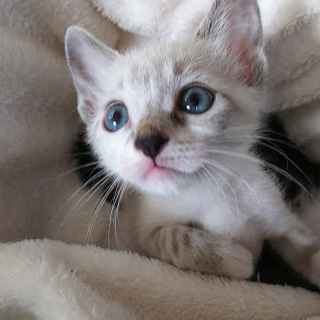 募集一時停止　いちごちゃん☆女の子　１ヶ月半