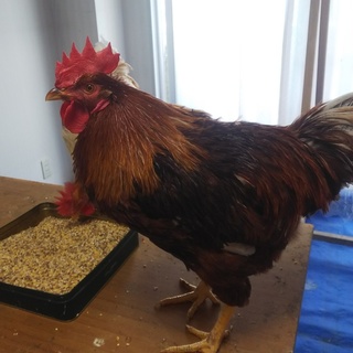 ボリスブラウン　黒茶