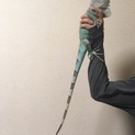 【ブルーイグアナ】里親募集です。