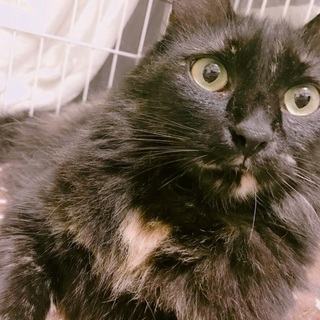 美人な天然系女子