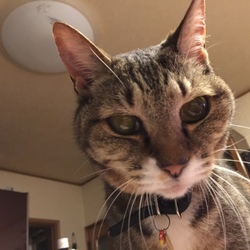 「遺伝と眼・癌病と健康維持」サムネイル3