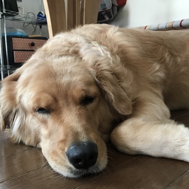 このサイトで家族になった、ももです。