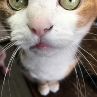 なな