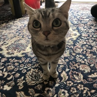 アメショー　すずちゃん☆