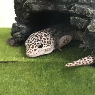 活発なレオパの男の子！