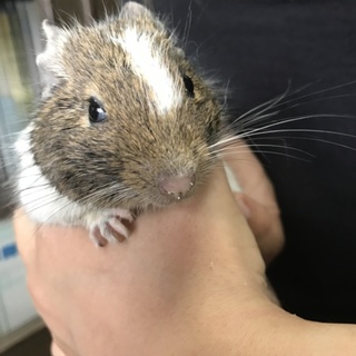 デグー♂ パイドカラー