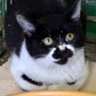 期限間近！白黒ちゃんを助けて！