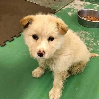 白いワンコ親子動画あります