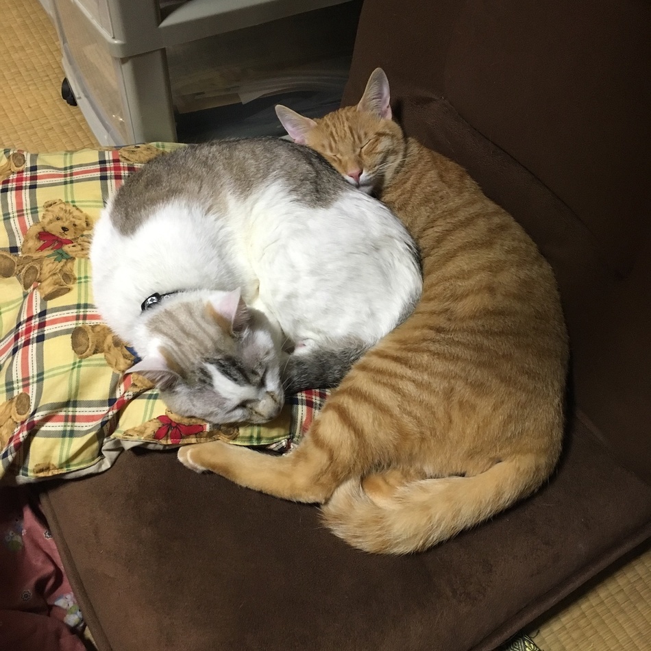 佐々木しまのカバー写真