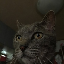 「遺伝と眼・癌病と健康維持」サムネイル2