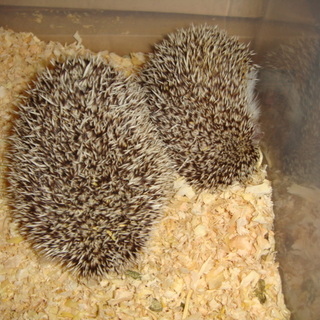 ハリネズミ（ピグミーヘッジホッグ）♂♀ペア