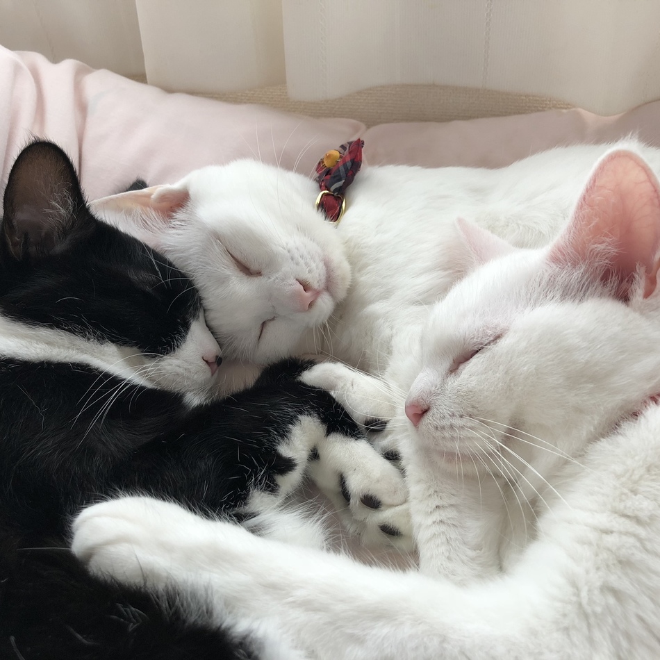 れもんのカバー写真