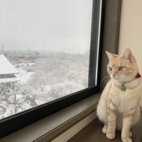 こまち