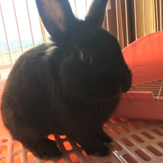 里親様が決定致しました。