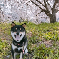 すず
