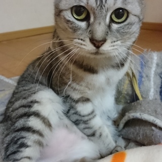 里親を募集します。人慣れしております。