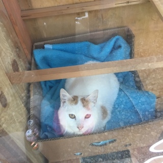 生後半年の男の子