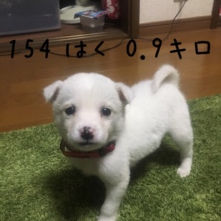 Ｉ♡１５４  里親さん募集です^_^