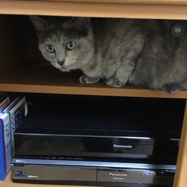 かまってあげないと・・・入ります。