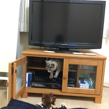 入るのも飽きたリンさん。