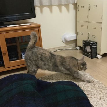 雌豹のポーズ、炸裂！