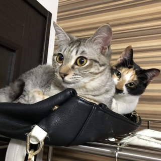 里親募集〜約1歳〜