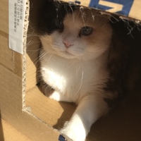 タマ