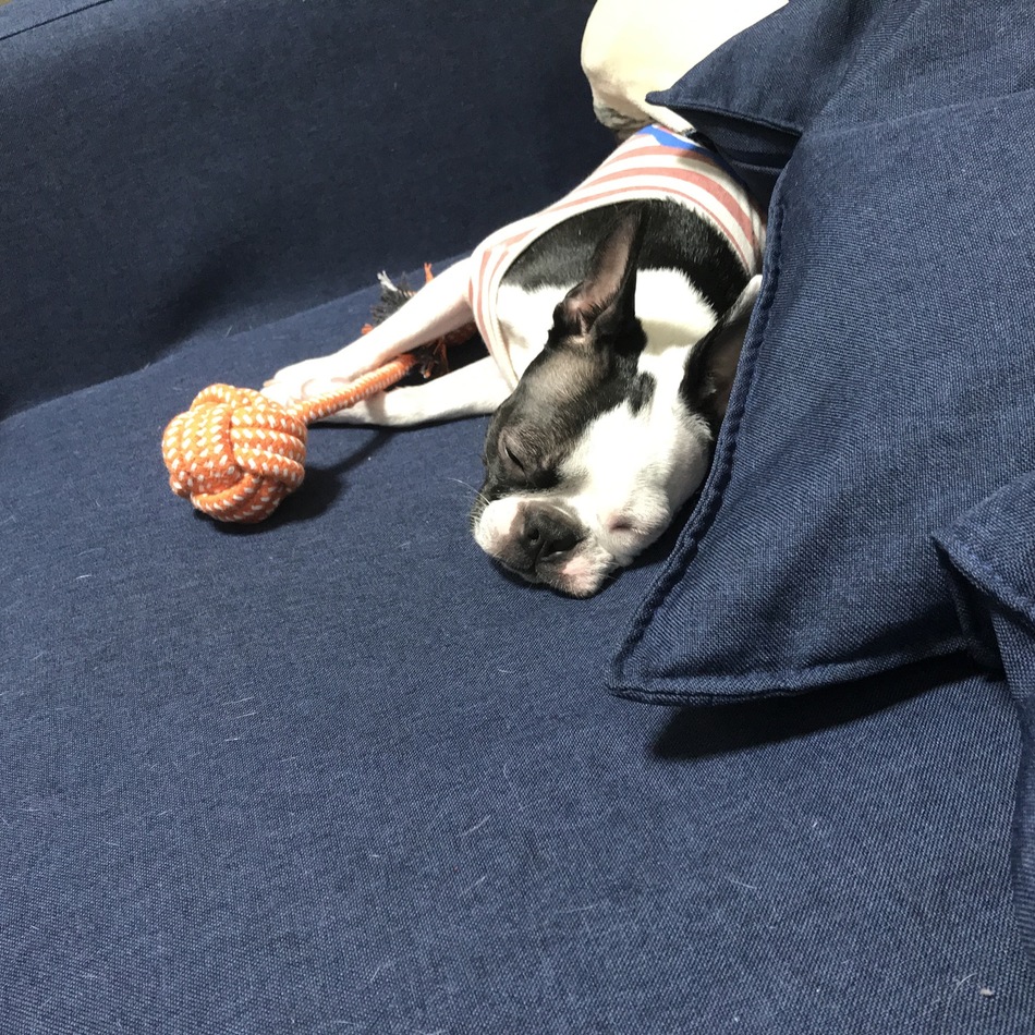 プクのカバー写真