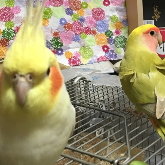 ニシジマ のカバー写真