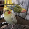 チャック&ムック