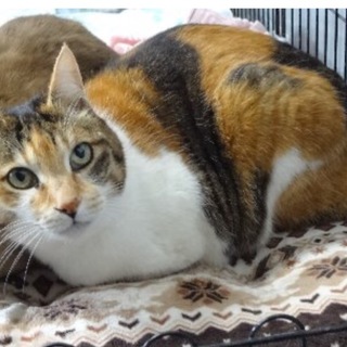 人慣れして可愛い大人しく三毛ちゃんです♪
