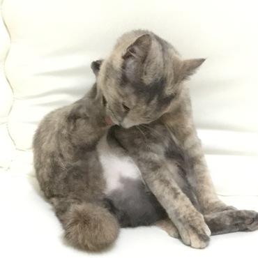 リンさんのセクシーショット。フゥー！