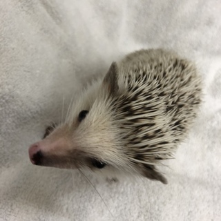 スプリットカラーの男の子です