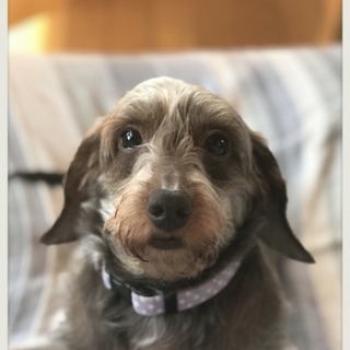 ☆のえる☆里親さま決定☆