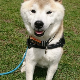 人の顔をじっと見つめる小さめの柴犬シュンタローくん