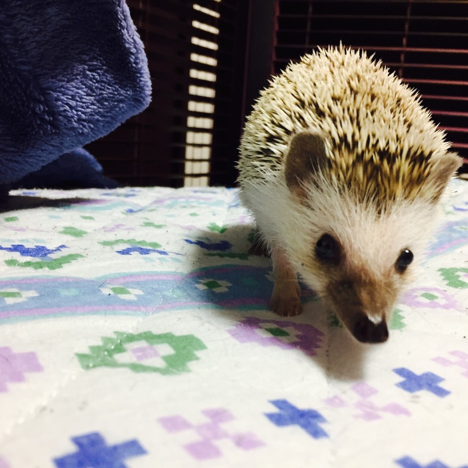 森羅のカバー写真